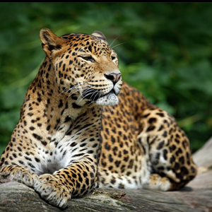 Tigard Kiwanis Tigers 